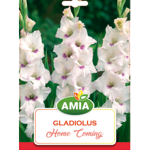 Bulbi Gladiole Home Coming, calibru 12/14, 7 bucati, AMIA